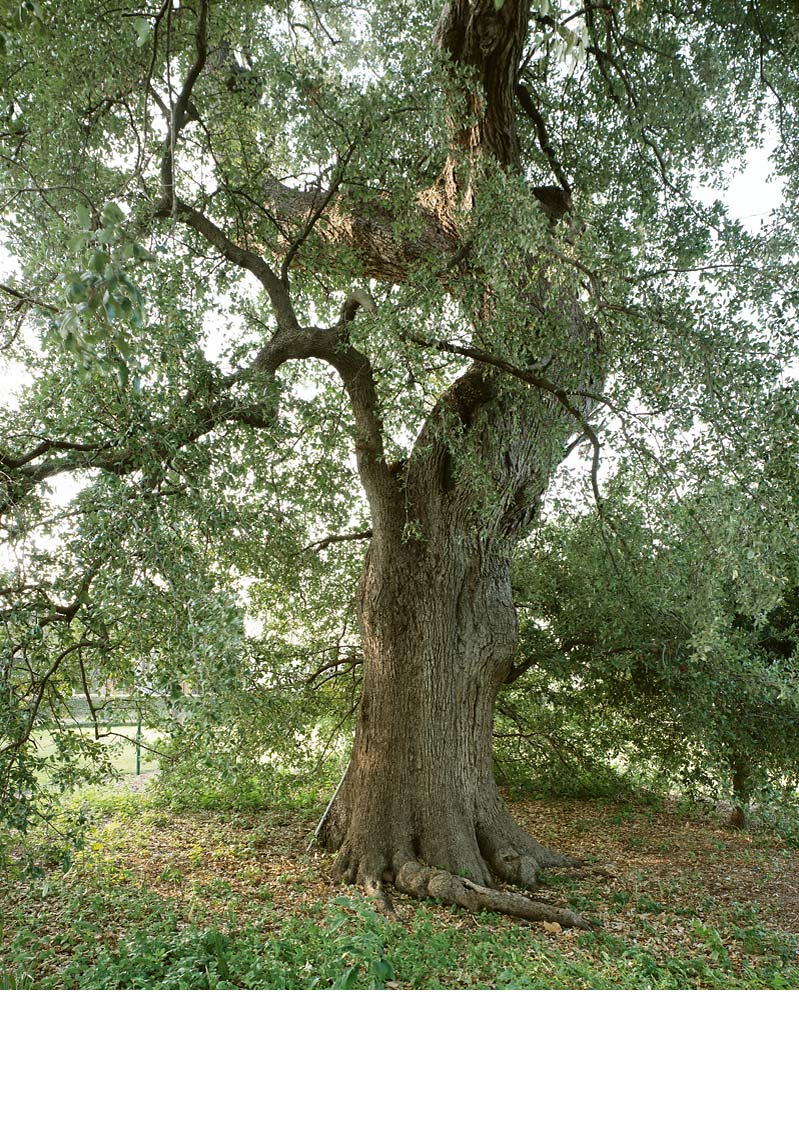 Treaty-Oak-TX-3.6.jpg